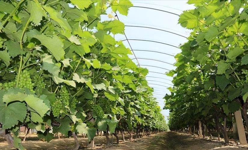 葡萄大棚管理技术有哪些要点？-图2