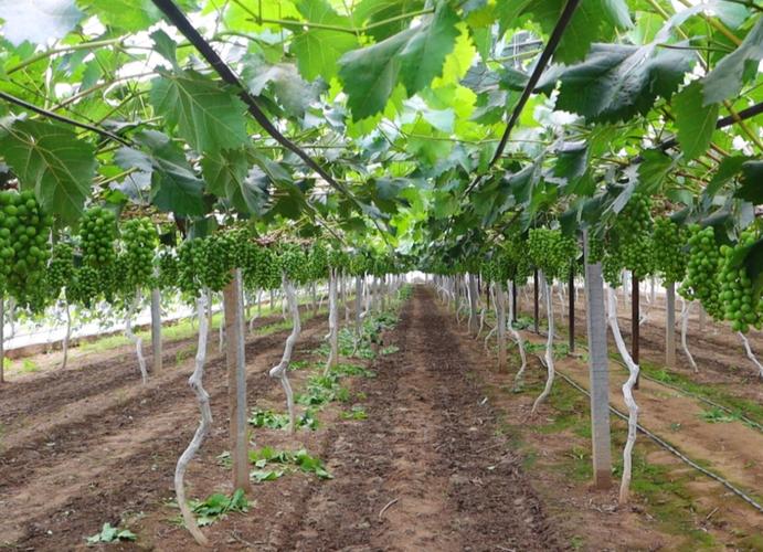 葡萄大棚管理技术有哪些要点？-图1