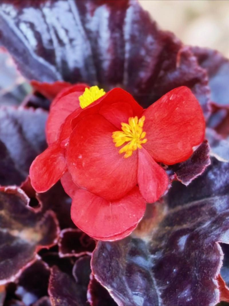 四季海棠哪个品种不怕晒-图3