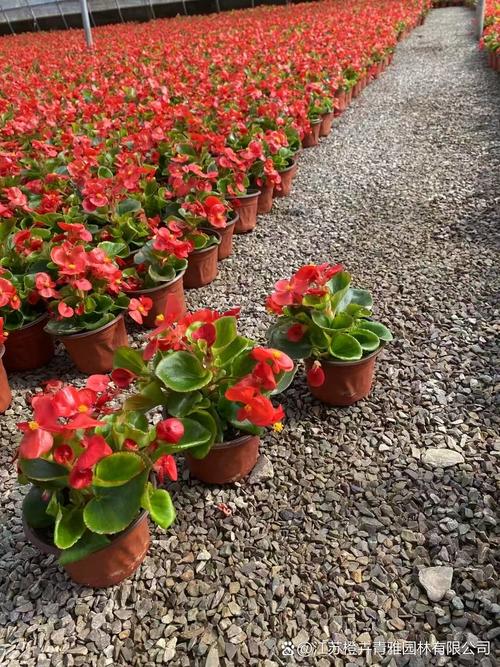 四季海棠哪个品种不怕晒-图1