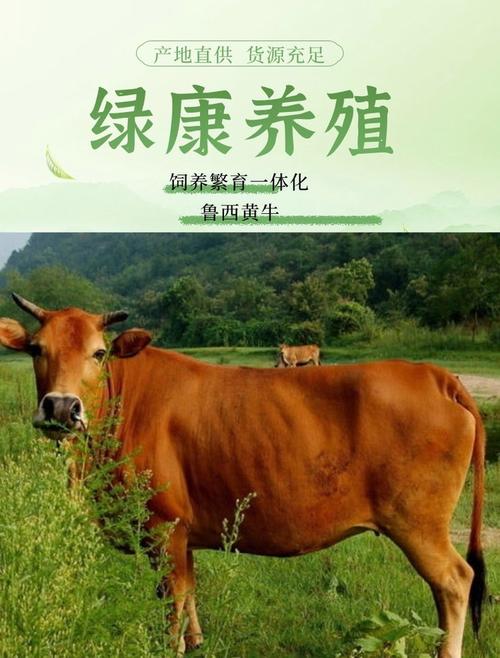 山东最适合养啥牛品种？-图3