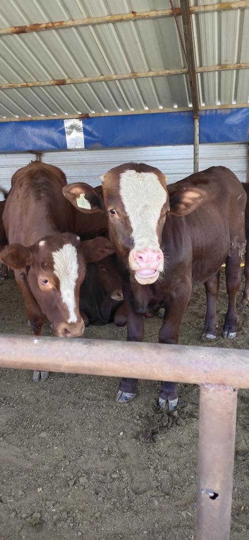 山东最适合养啥牛品种？-图2