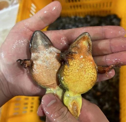 2025年林蛙养殖技术如何突破？-图2