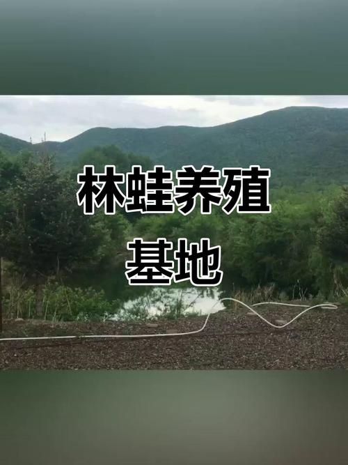 2025年林蛙养殖技术如何突破？-图1