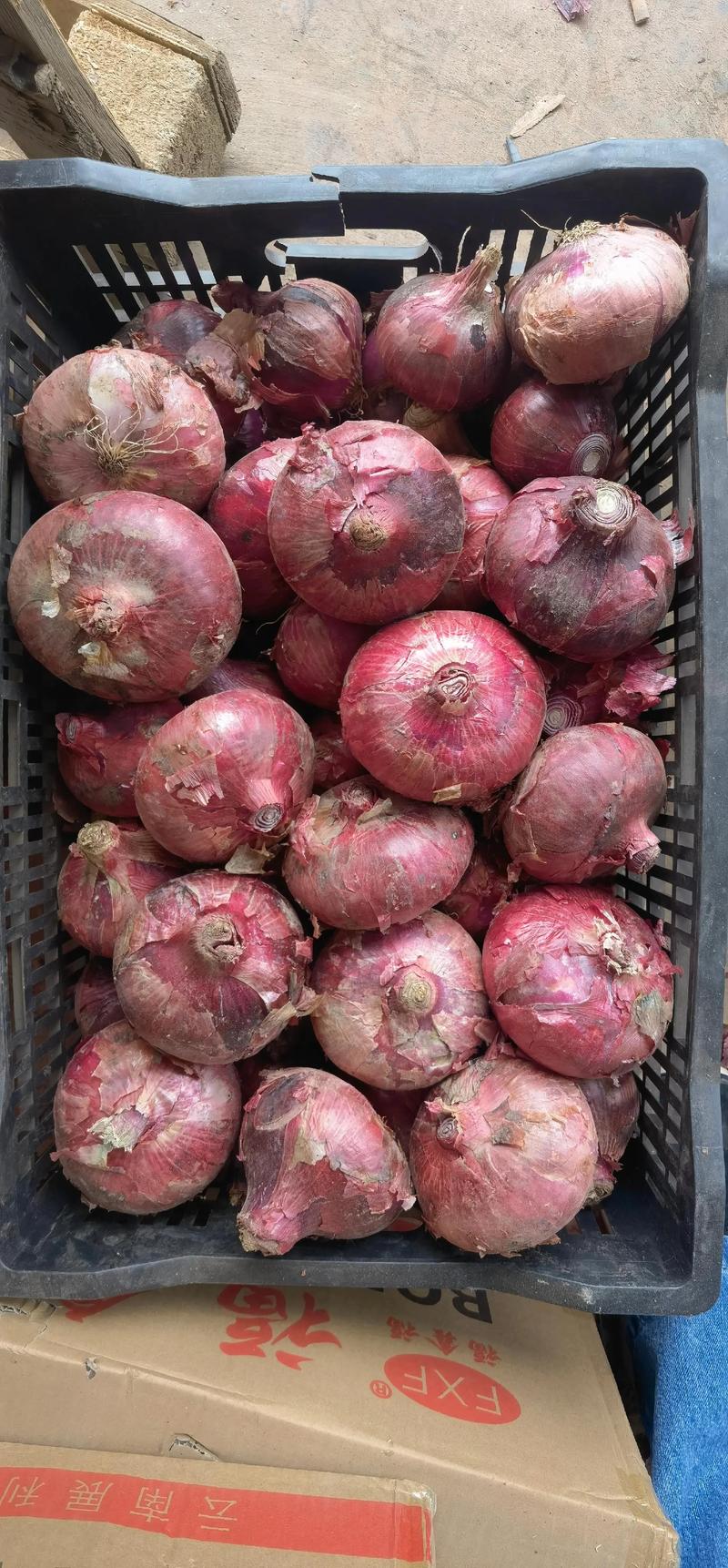 2025全国洋葱价格会涨还是跌?-图1 2025全国洋葱价格会涨还是跌?-图1