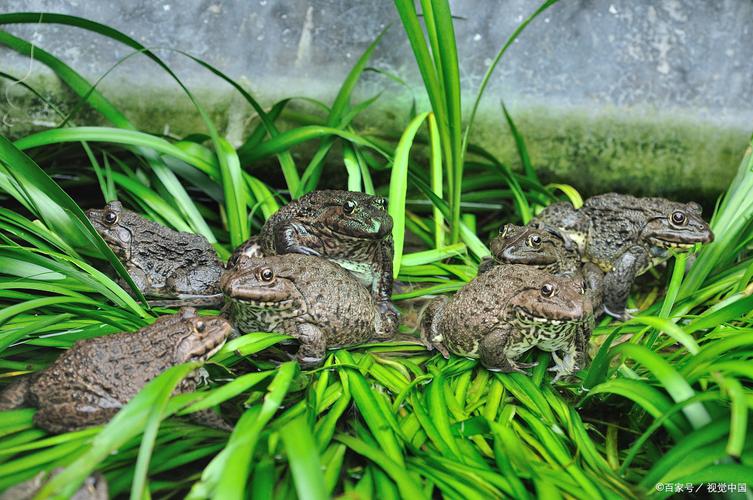 重庆蟾蜍养殖新技术有哪些核心突破？-图1