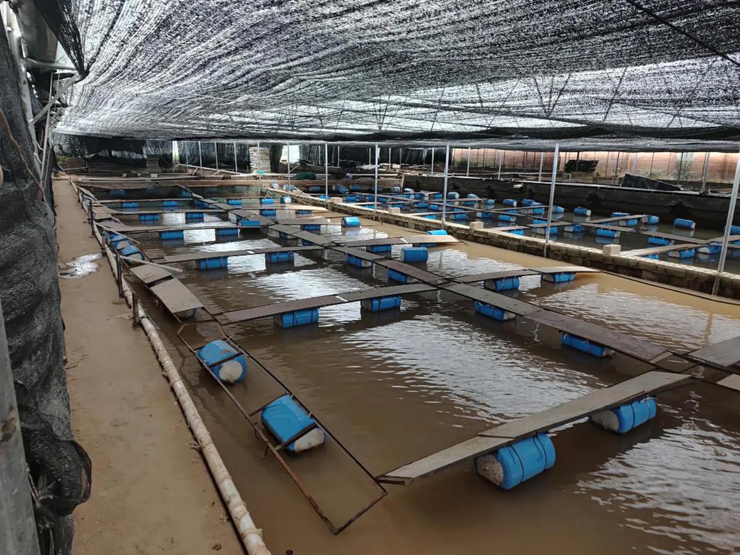 重庆蟾蜍养殖新技术有哪些核心突破？-图2