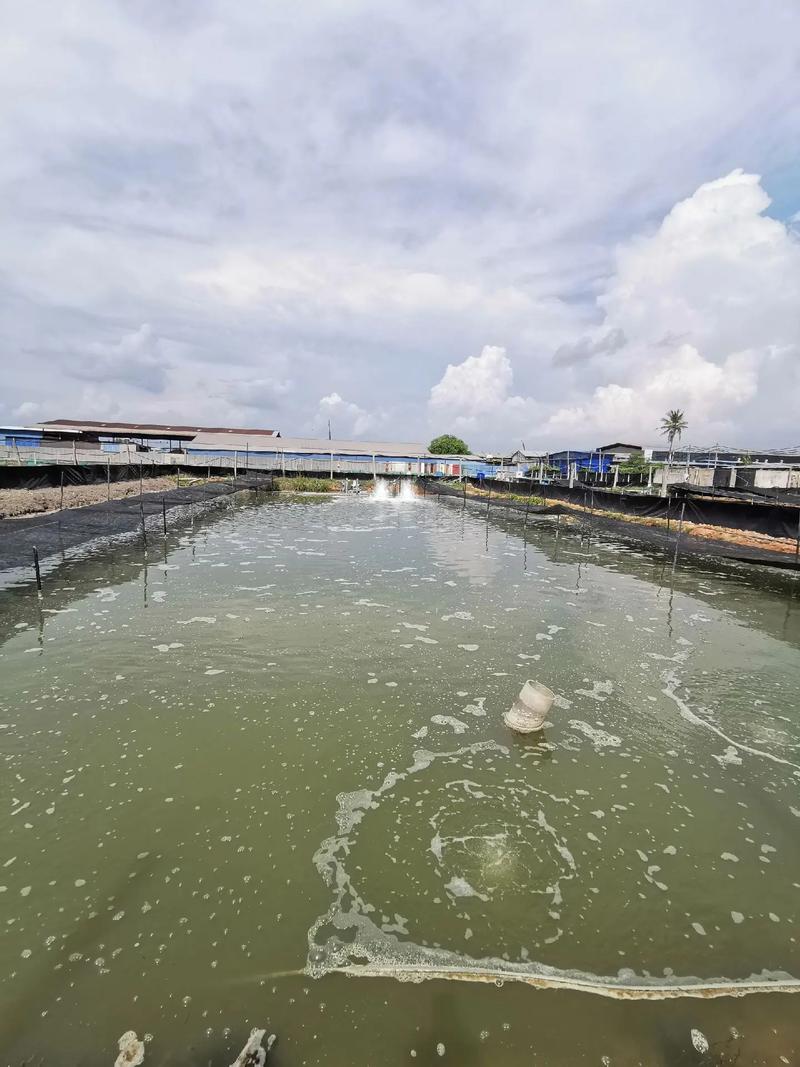 池塘南美白对虾养殖技术要点有哪些?-图1 池塘南美白对虾养殖技术要点有哪些?-图1