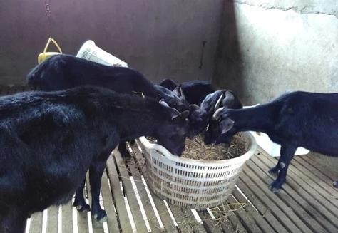 怀孕山羊咋养?管理技术有哪些要点?-图1 怀孕山羊咋养?管理技术有哪些要点?-图1