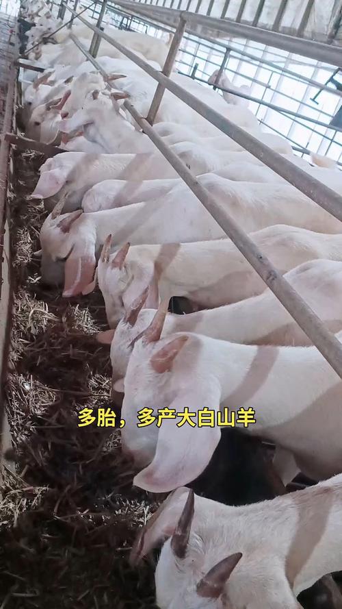 怀孕山羊咋养？管理技术有哪些要点？-图2