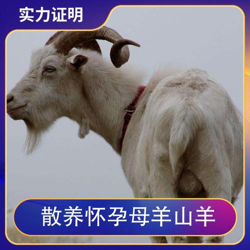 怀孕山羊咋养？管理技术有哪些要点？-图3