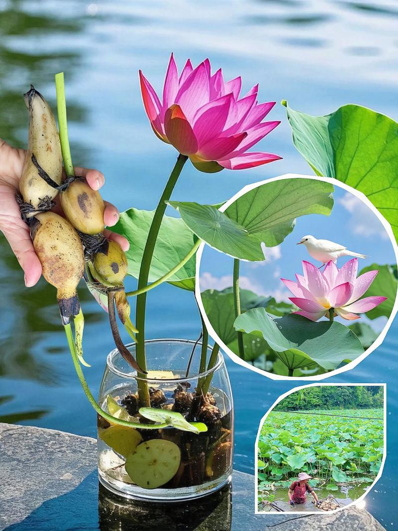 藕塘套养哪几种品种效益最佳?-图1 藕塘套养哪几种品种效益最佳?-图1