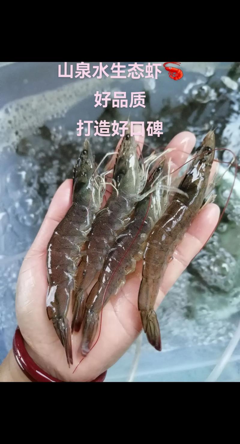 新模式南美对虾养殖技术如何高效推广？-图2