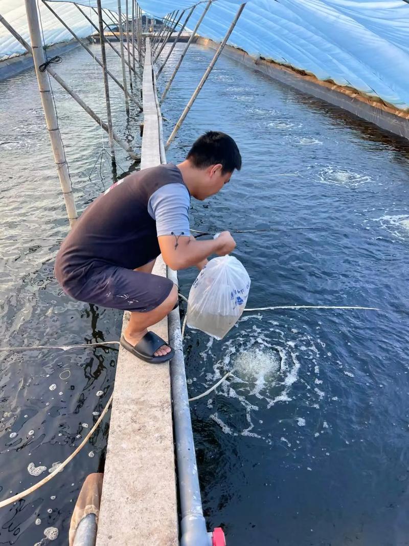 新模式南美对虾养殖技术如何高效推广？-图1