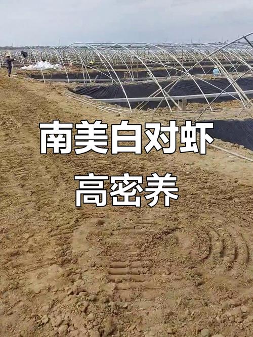 新模式南美对虾养殖技术如何高效推广？-图3