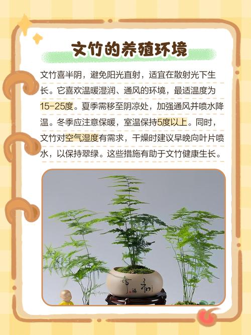 文竹家庭栽培,关键管理技术有哪些?-图1 文竹家庭栽培,关键管理技术有哪些?-图1
