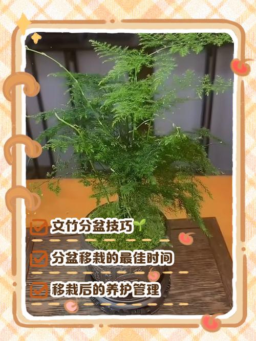 文竹家庭栽培,关键管理技术有哪些?-图2 文竹家庭栽培,关键管理技术有哪些?-图2