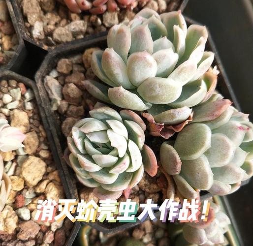 哪些多肉品种能避开蚧壳虫侵扰？-图2