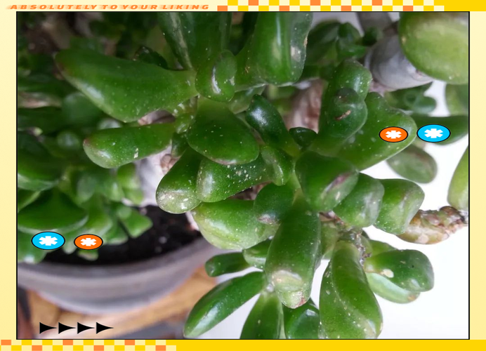 哪些多肉品种能避开蚧壳虫侵扰？-图3