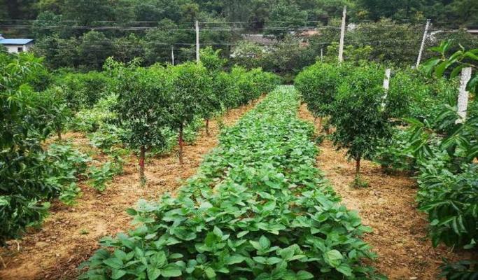 果园间作方法及关键技术要点有哪些？-图1