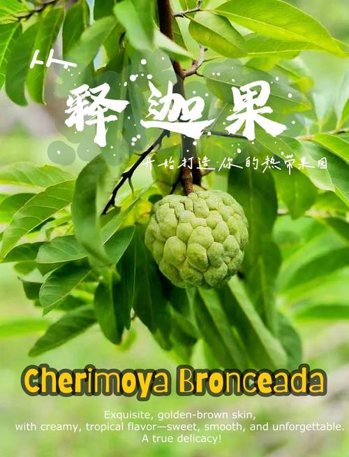 果园间作方法及关键技术要点有哪些？-图3