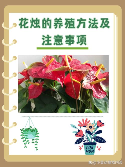 火鹤与花烛是同种植物吗？-图2