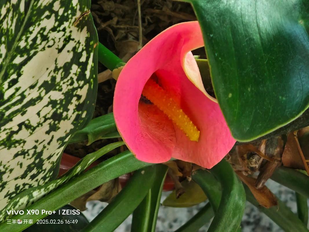 火鹤与花烛是同种植物吗？-图1