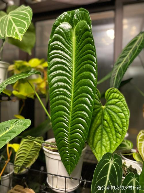 火鹤与花烛是同种植物吗？-图3