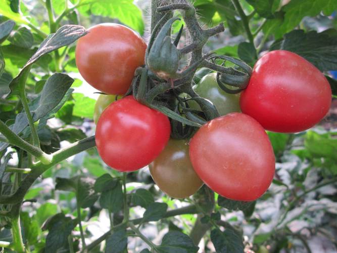 哪些蔬果最适合无土栽培？-图1