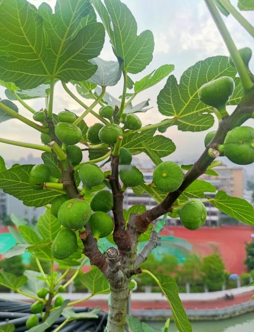 哪些蔬果最适合无土栽培？-图2