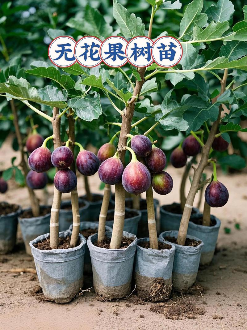 哪些蔬果最适合无土栽培？-图3