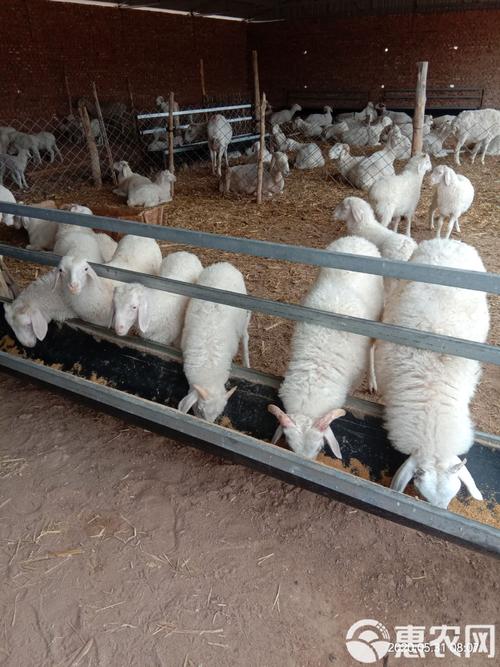 四川适合养什么羊品种？-图2