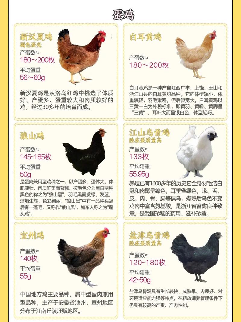哪些品种是最纯的生蛋鸡？-图1