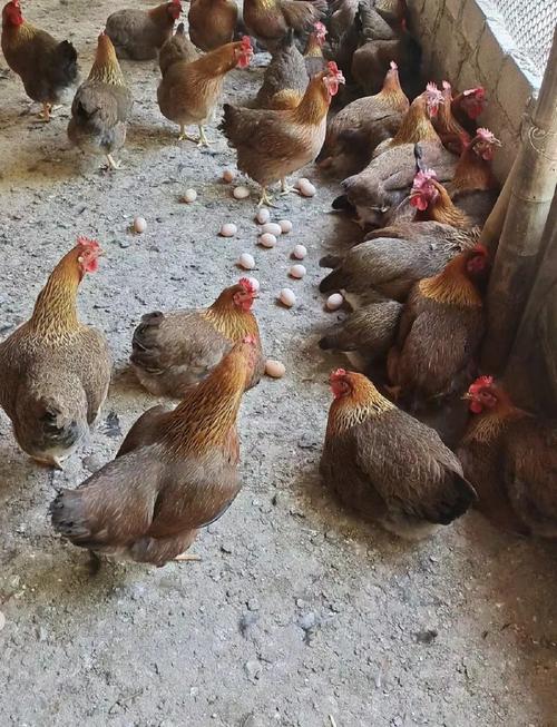 哪些品种是最纯的生蛋鸡？-图2