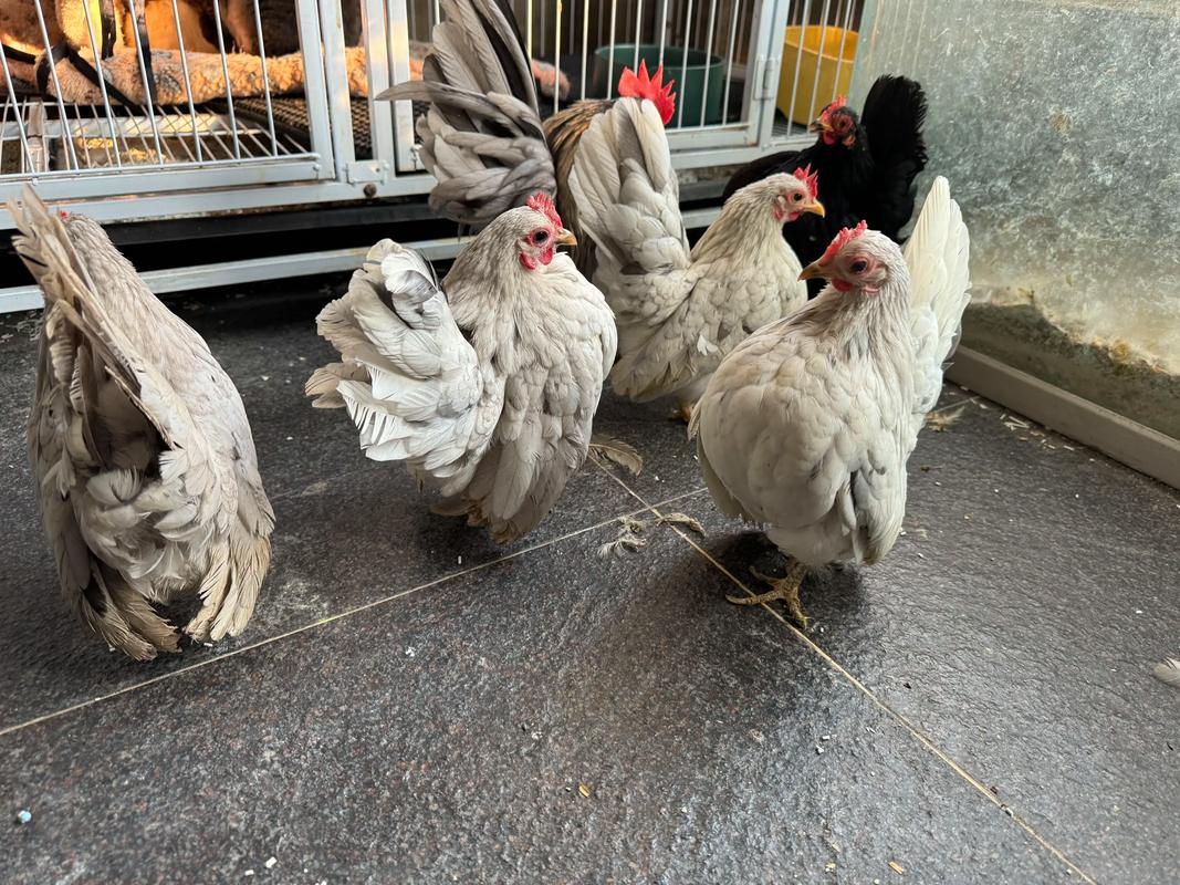 哪些品种是最纯的生蛋鸡？-图3