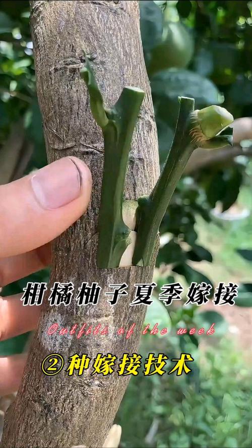 柚子树能同时嫁接两品种吗？-图1