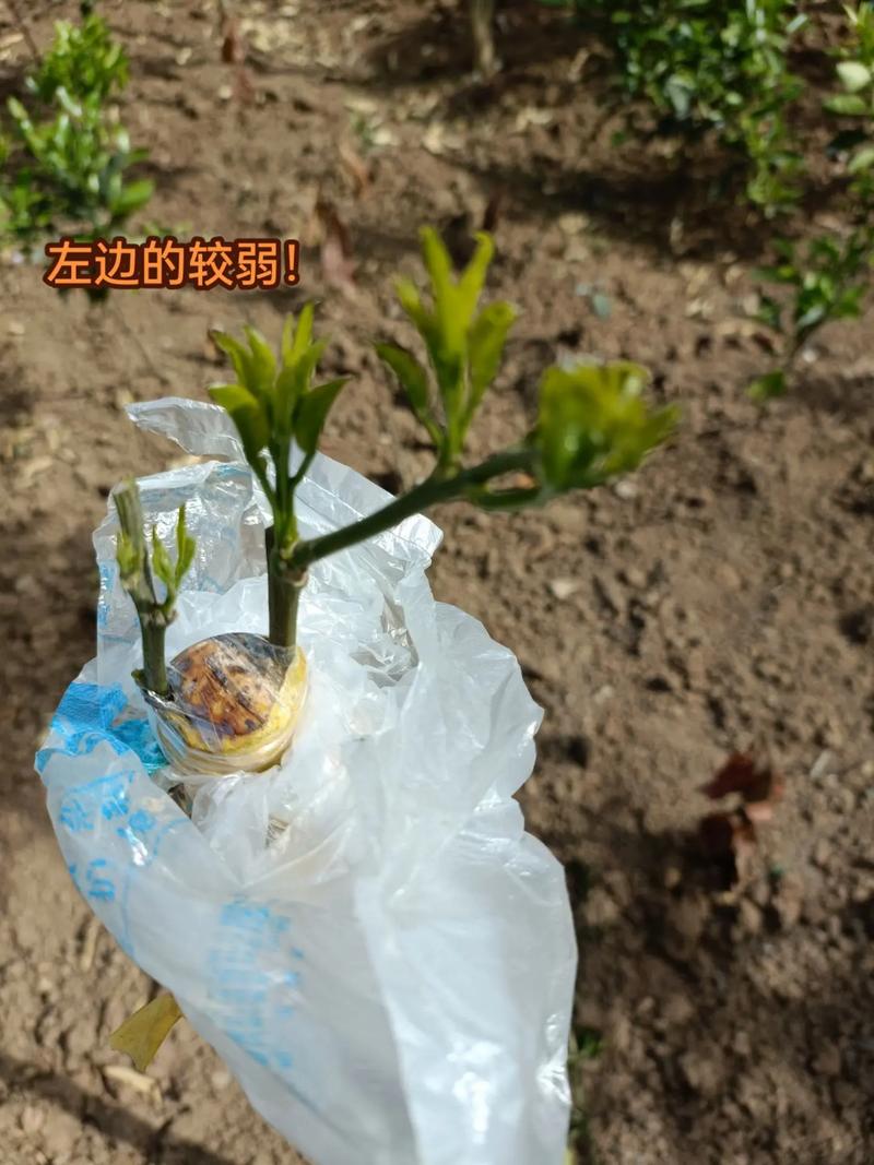 柚子树能同时嫁接两品种吗？-图2