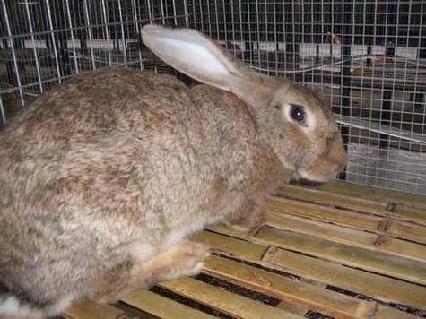 哪里能下载养兔子技术大全视频？-图1