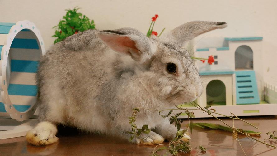 哪里能下载养兔子技术大全视频？-图3