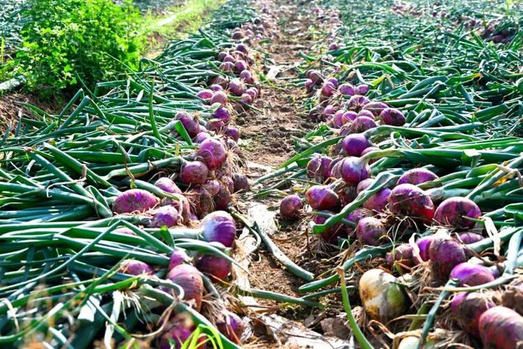 洋葱种植新技术视频有哪些要点？-图2