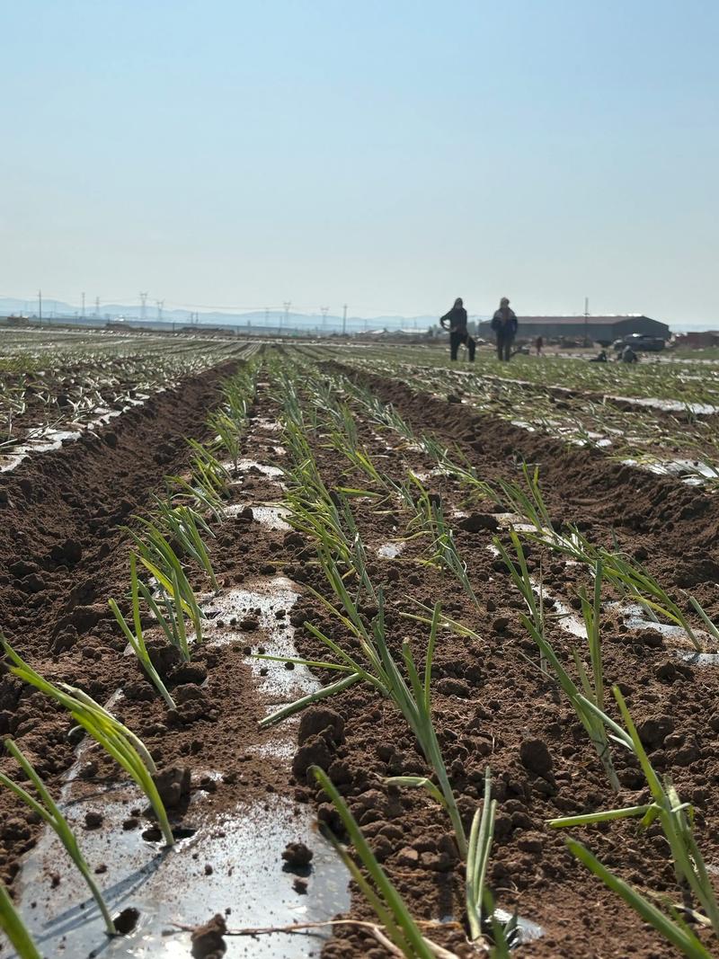 洋葱种植新技术视频有哪些要点?-图1 洋葱种植新技术视频有哪些要点?-图1