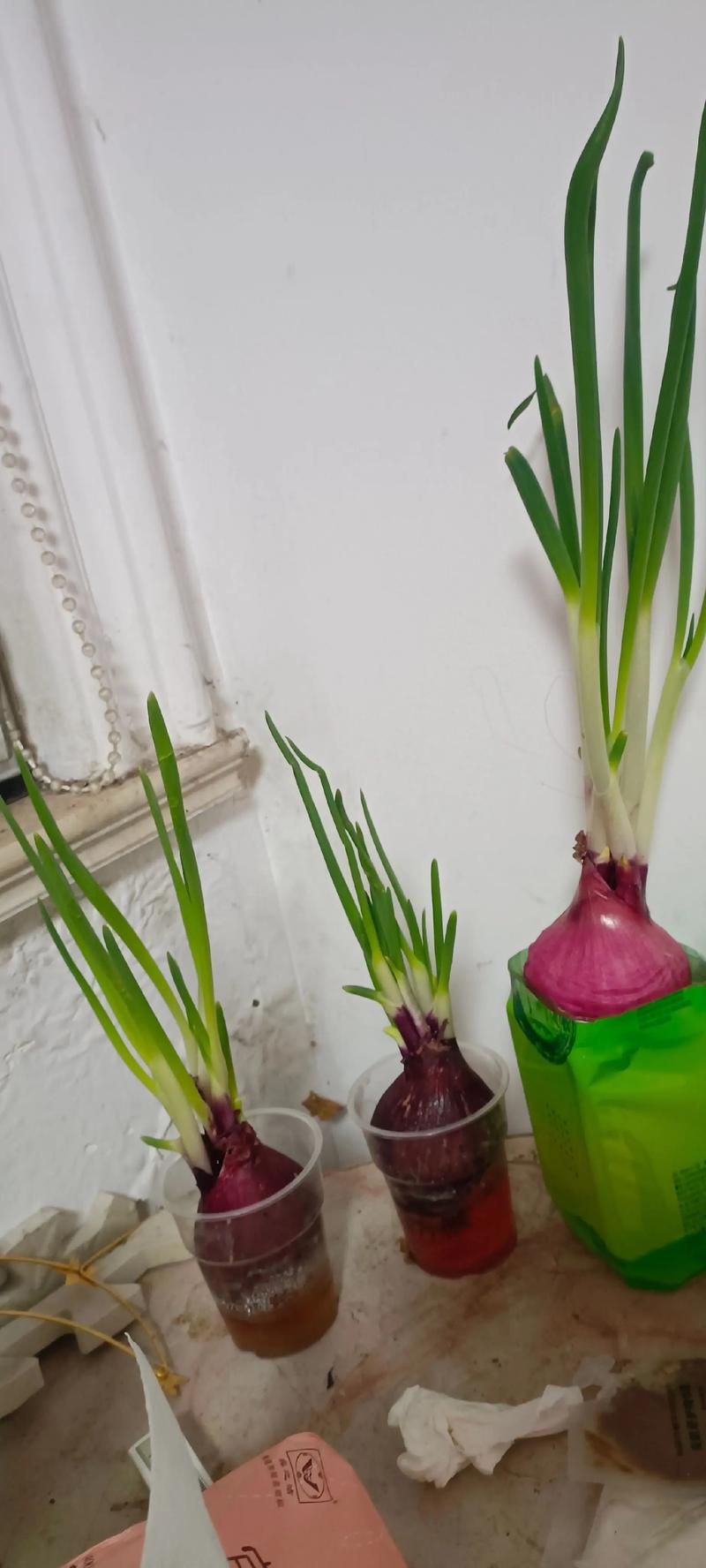 洋葱种植新技术视频有哪些要点?-图3 洋葱种植新技术视频有哪些要点?-图3