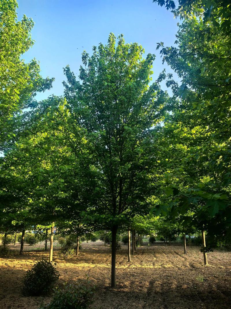 美国红枫种植技术如何？前景是否值得期待？-图1