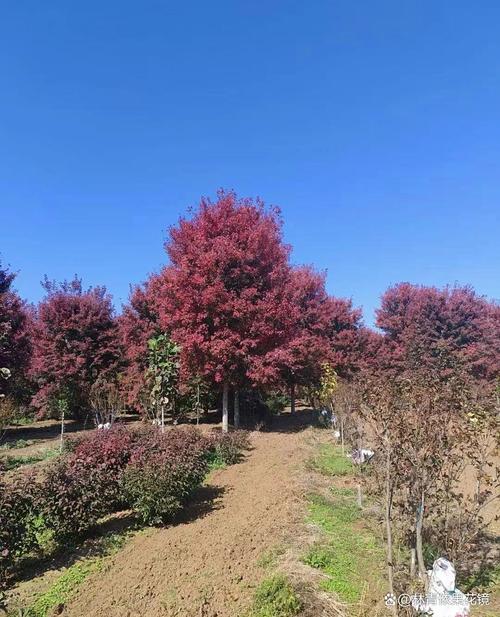 美国红枫种植技术如何？前景是否值得期待？-图2