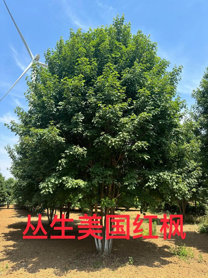 美国红枫种植技术如何？前景是否值得期待？-图3