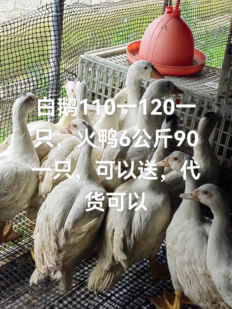 2025番鸭最新收购价多少钱一斤？-图3