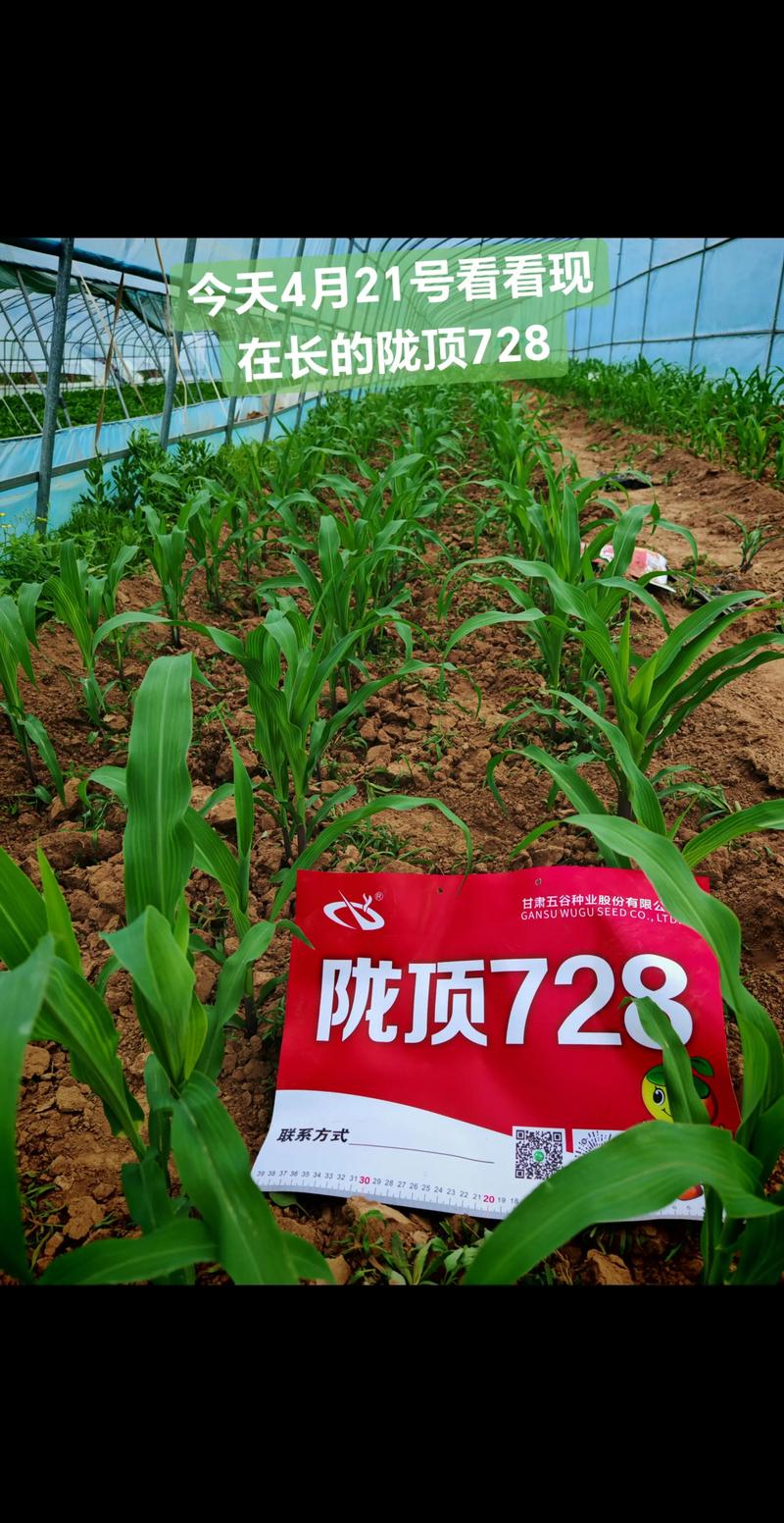 短周期农业新品种，如何实现高效与优质？-图2