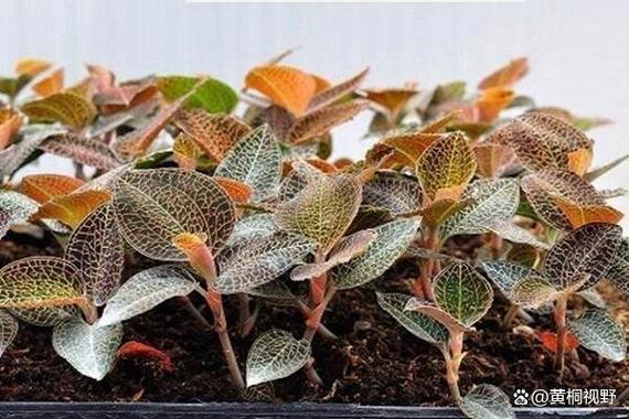 短周期农业新品种，如何实现高效与优质？-图3