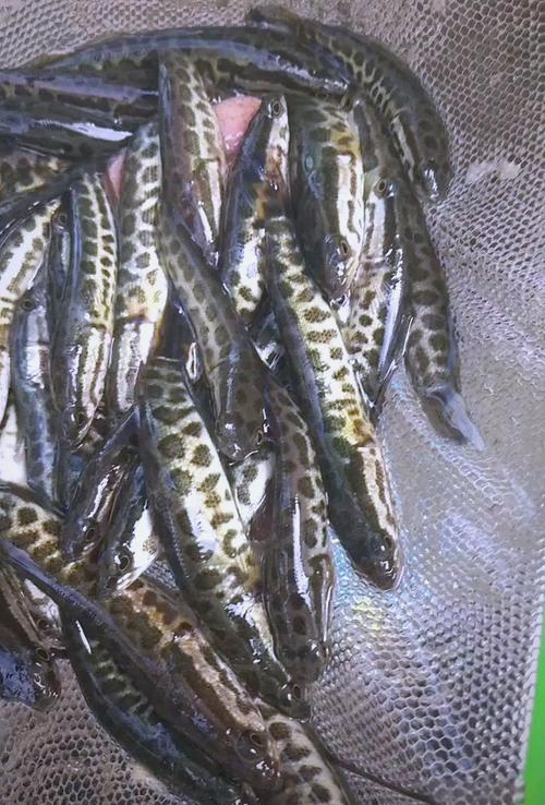 稻田养黑鱼,技术关键点有哪些?-图2 稻田养黑鱼,技术关键点有哪些?-图2