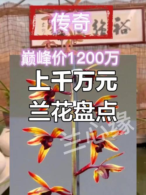 2025名贵兰花价格行情-图1